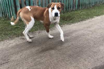 пропал пес.