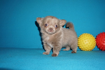 Семейка чихуахуа лиловая и шоколадная