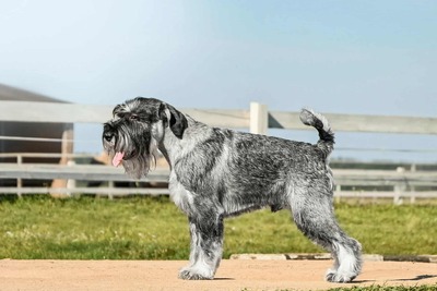 Миттельшнауцера щенки