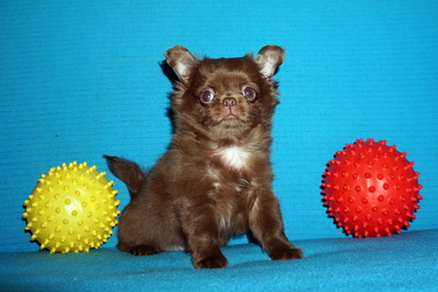 Чихуахуа шоколадные и лиловые