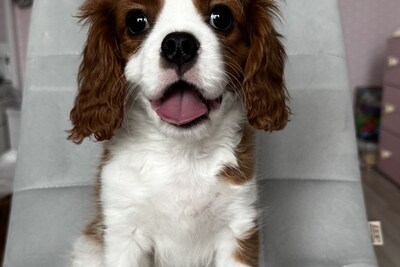 Щенки Кавалер Кинг Чарльз Спаниель