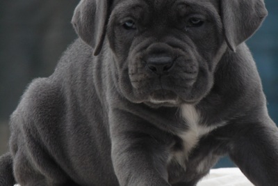 Щенок кане корсо