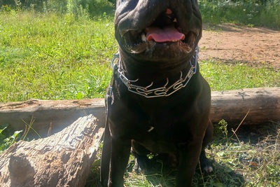 Булли классик