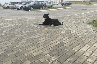 Очень воспитанный и добрый потерявшийся пёс ищет дом.