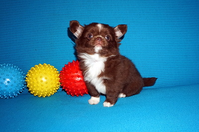 Чихуахуа  мальчики и девочки