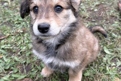 Щенок девочка в дар