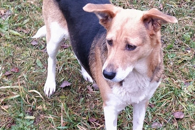 Собака Марта  для хозяина -охотника