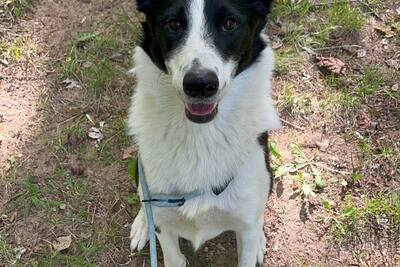 Подарите дом доброму псу Фани!