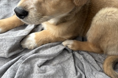 Щенок девочка в дар