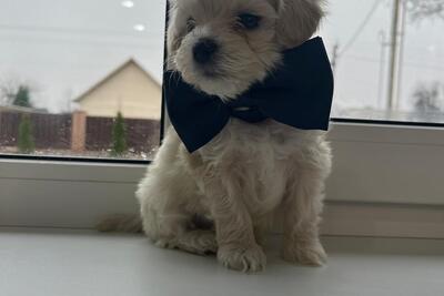 Мальтипу ф1