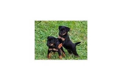 продам щенков