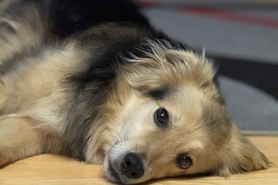 СОБАКА СИРОТА МИШКА В ДАР!