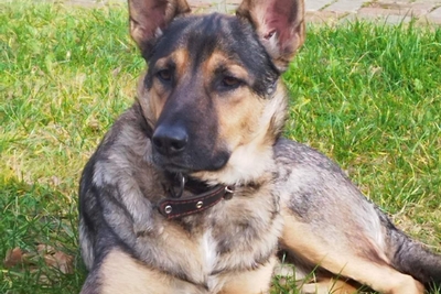 Добрый пёс Малыш ищет своего человека