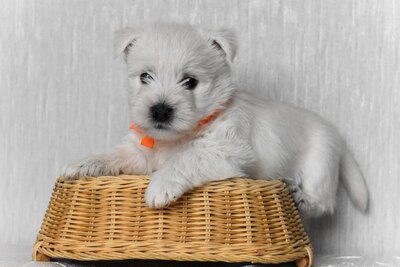 Продаются щенки