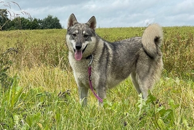 Шикарная волчица Эмма в добрые руки