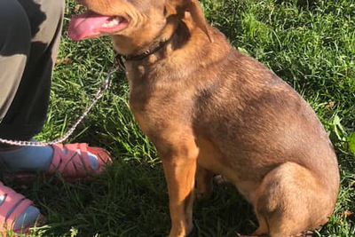 ЩЕНОК В ДАР! Алиса. Нашли в лесу