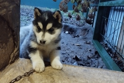 Щенок хаски девочка