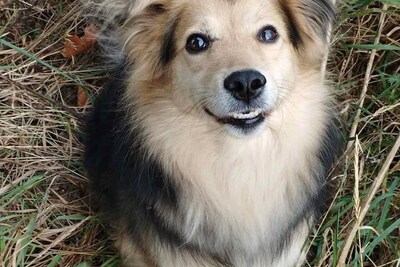 СОБАКА СИРОТА МИШКА В ДАР!