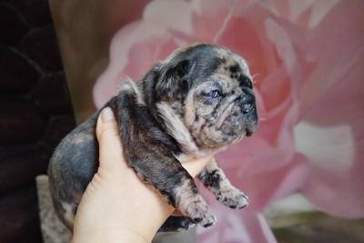 Милые щенки французский бульдог