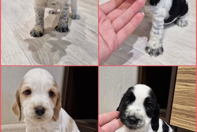 русский спаниель,  рос щенки