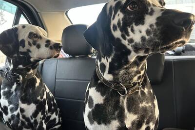 Далматин на вязку ,случку.