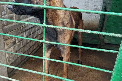 Кобель Малинуа, 1,5 года
