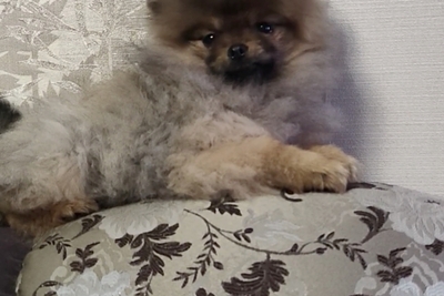 Померанский шпиц, мальчик. Мини мишка