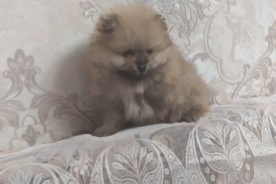 Девочка померанского шпица