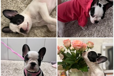 Щенок французского бульдога девочка