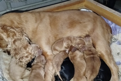 Щенки английского кокер-спаниеля