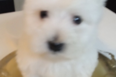 Щенки породы вест хайленд Уайт терьера