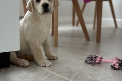 Красивая девочка лабрадора ретривера