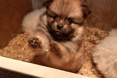 Щенки померанского шпица