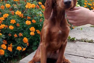 Девочка ирландского сеттера