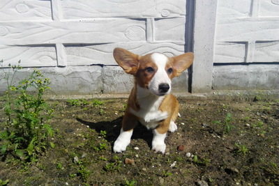 Девочка вельш корги кардиган