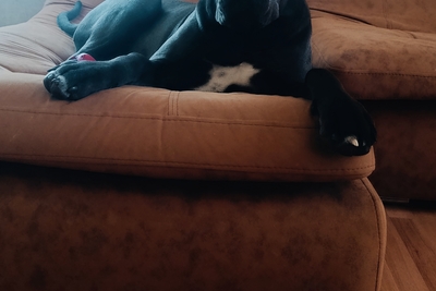 Кане-Корсо ищет добрые руки