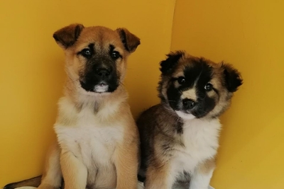 Ищем дома или домашние передержки для щенков