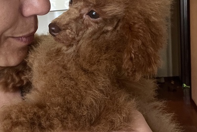 Продается ВИП девочка мини пудель