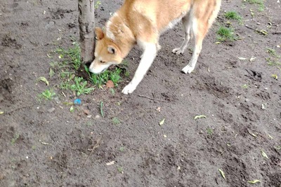 Продаётся кабель западносибирской лайки предпочтение отдаёт лосю