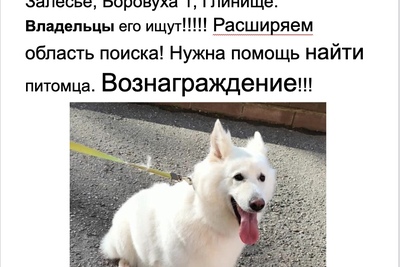 Потерялся Пес белая овчарка