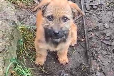 Щенки срочно ищут дом