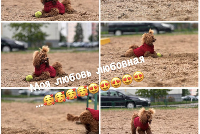 Вязка пудель