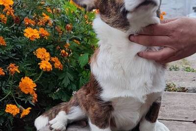 Мальчик корги кардиган