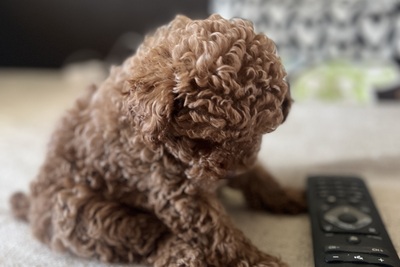 Продается Эксклюзивный щенок мини пуделя