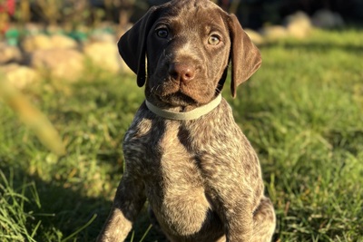 Курцхаар, щенки курцхаара