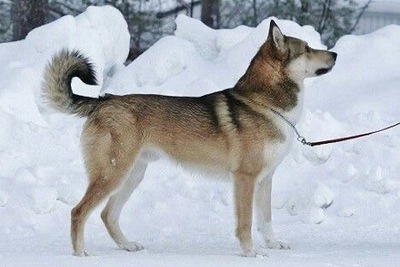 Куплю собаку по кунице, лайку
