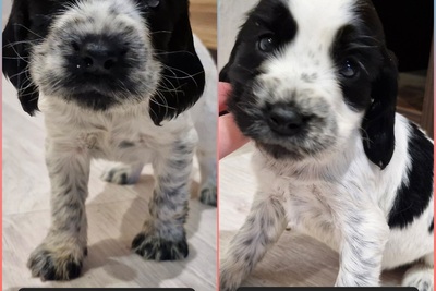 русский спаниель,  рос щенки