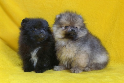 Померанский шпиц