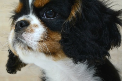 Щенок Кавалер Кинг Чальз Спаниель  мальчик