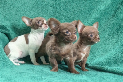 Щенки Чихуахуа. Девочки